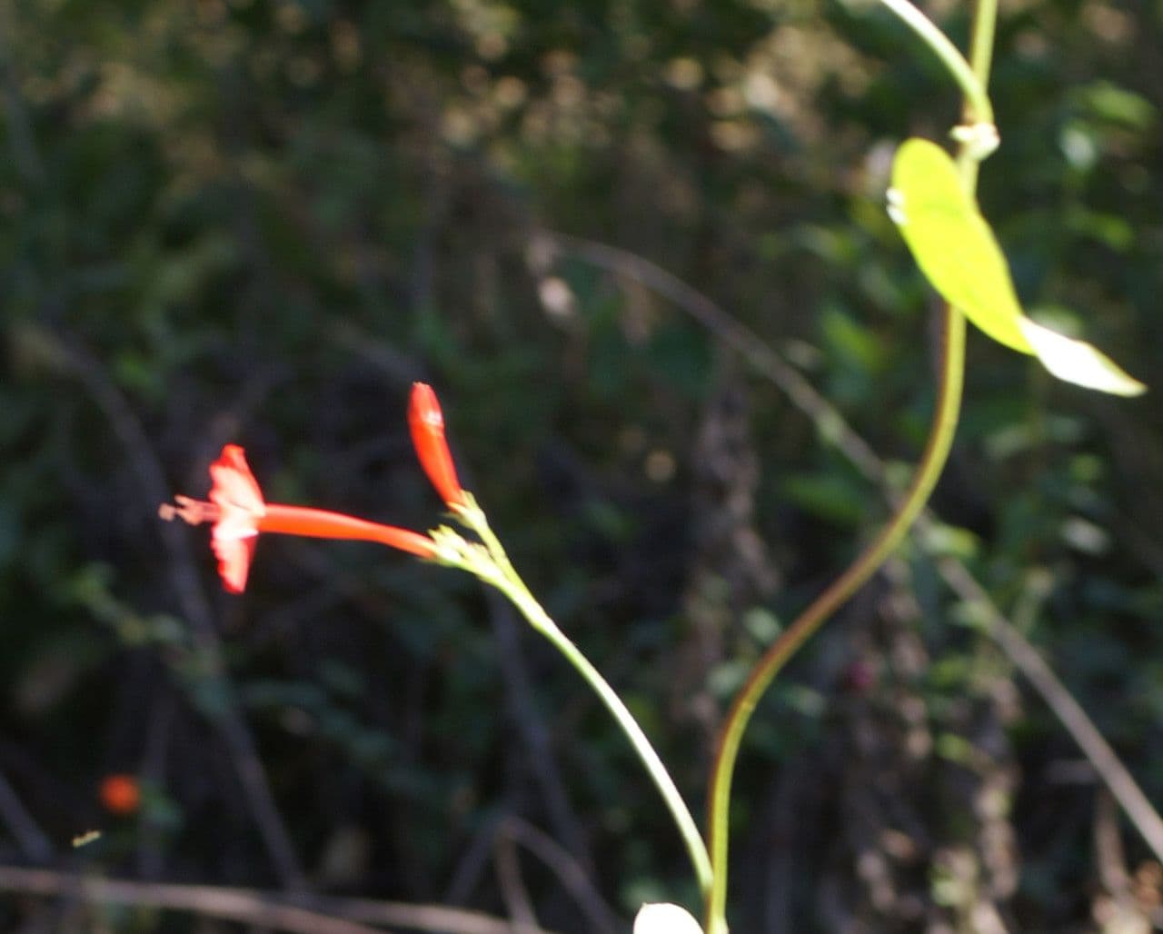 Ipomoea hederifolia 26