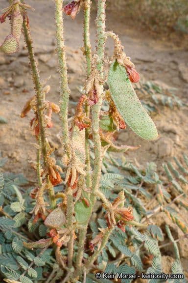 Hoffmannseggia glauca 3