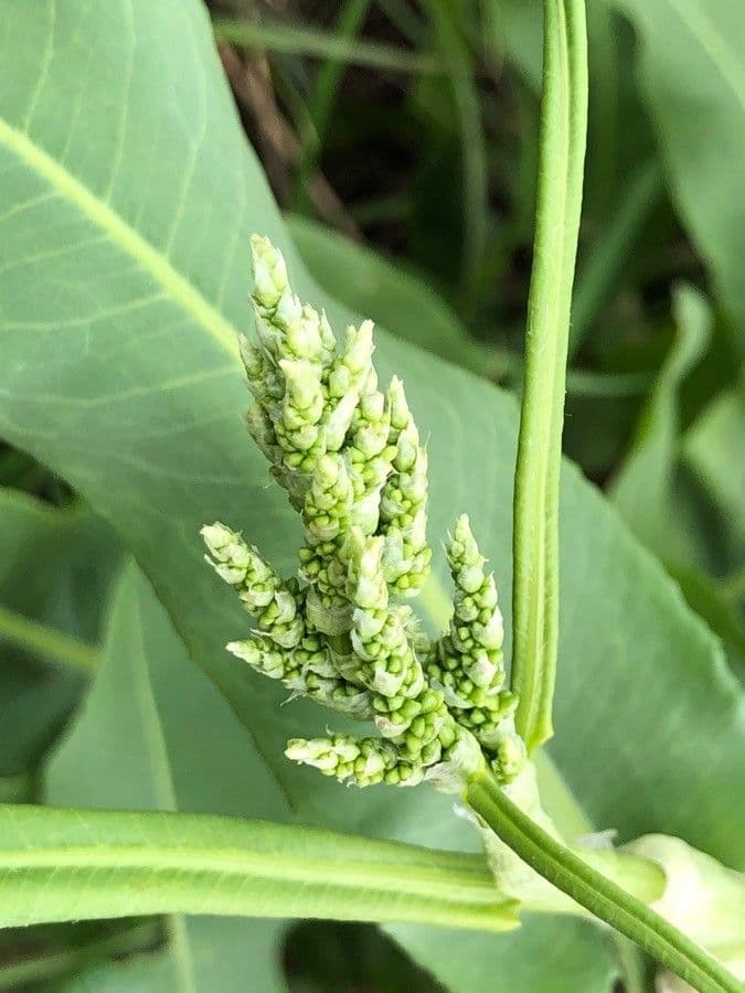 Acetosa alta 2