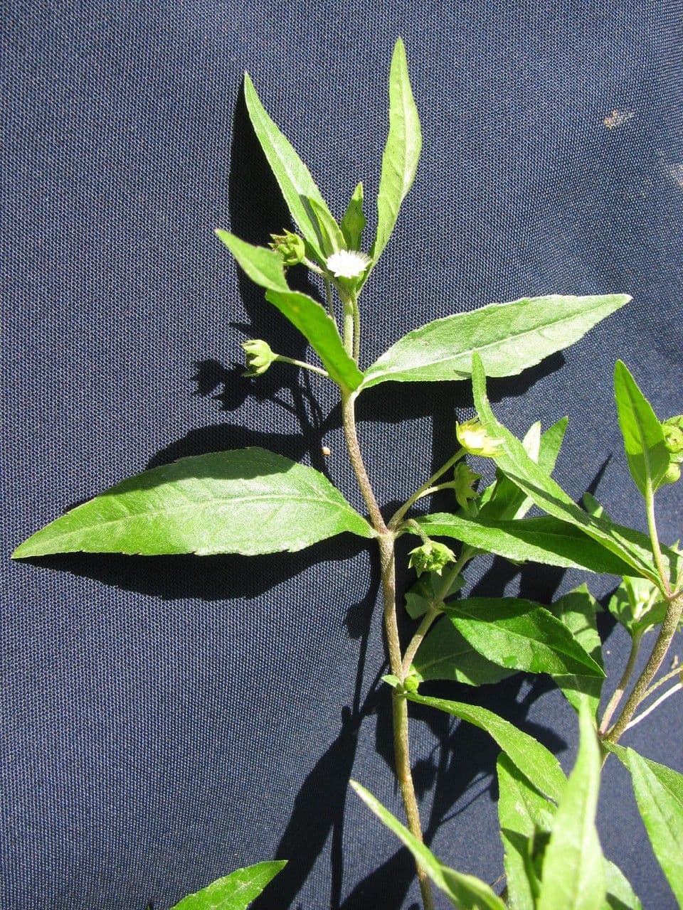 Eclipta 25