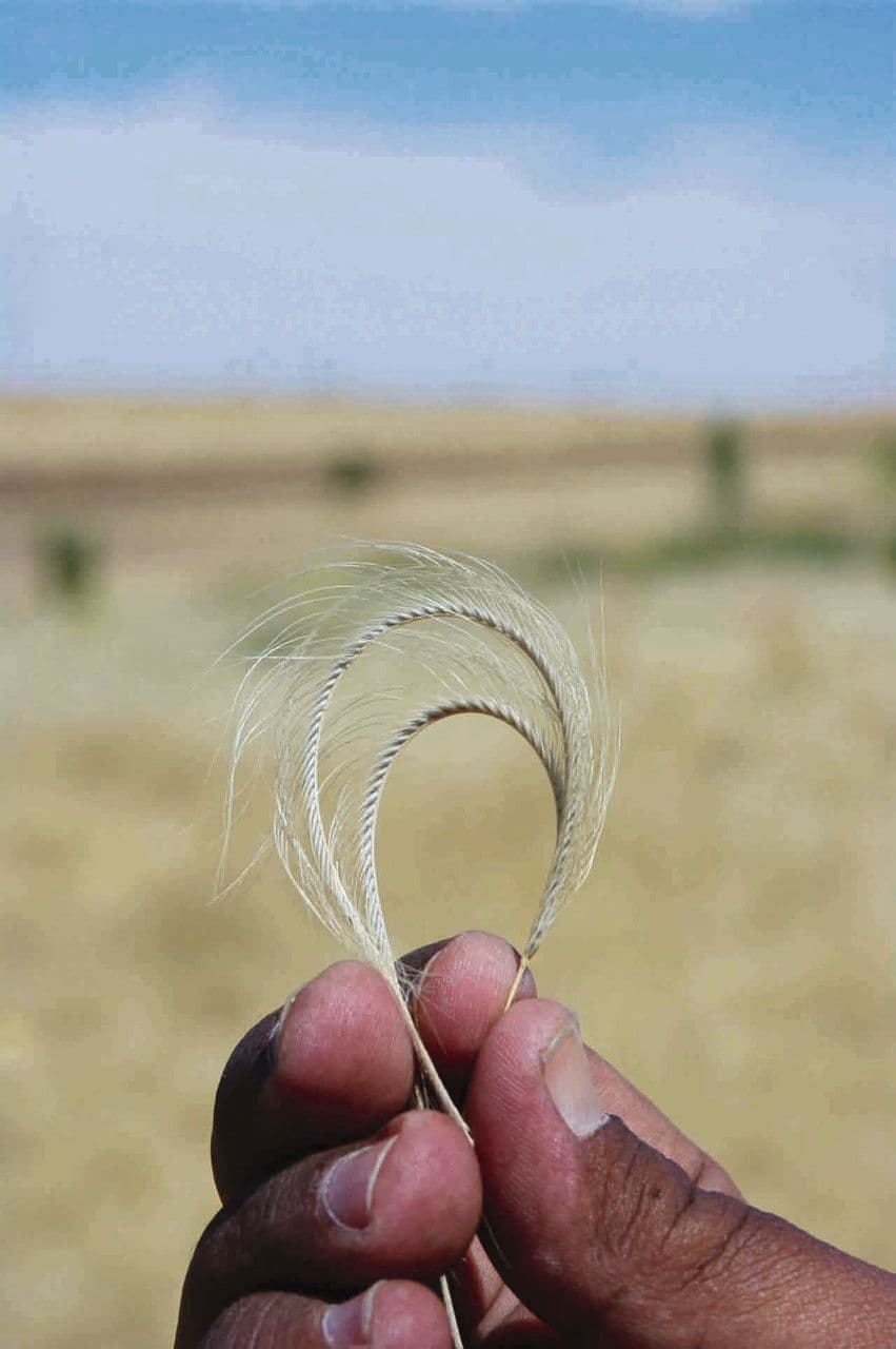 Schoenefeldia