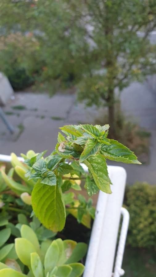 Menta piperita 6