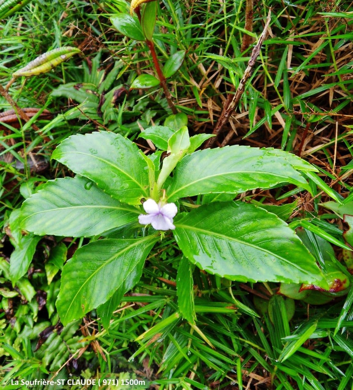 Viola stipularis