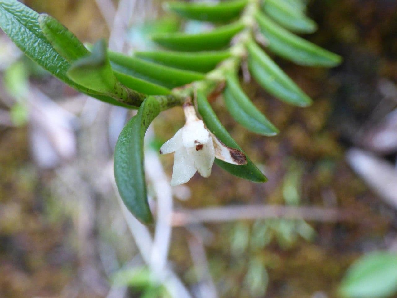 Angraecum 5