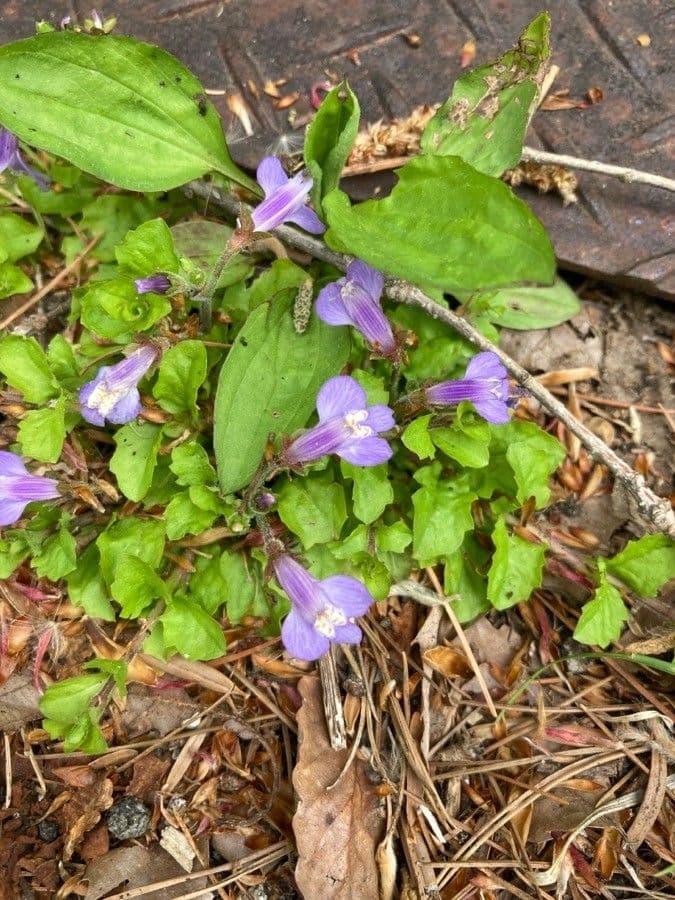 Mazus pumilus 13