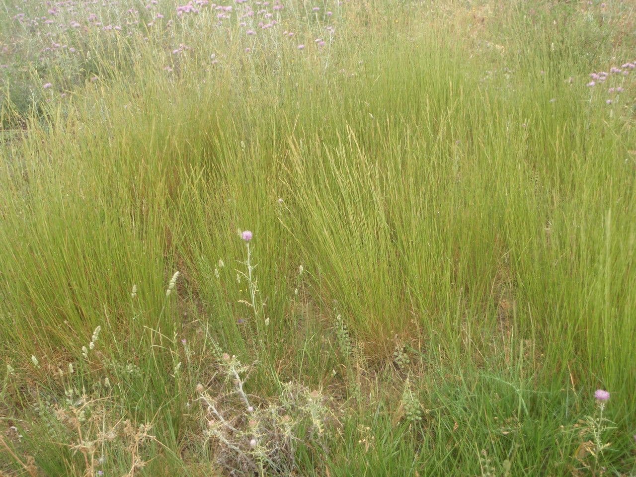 Brachypode phénicoïde 15