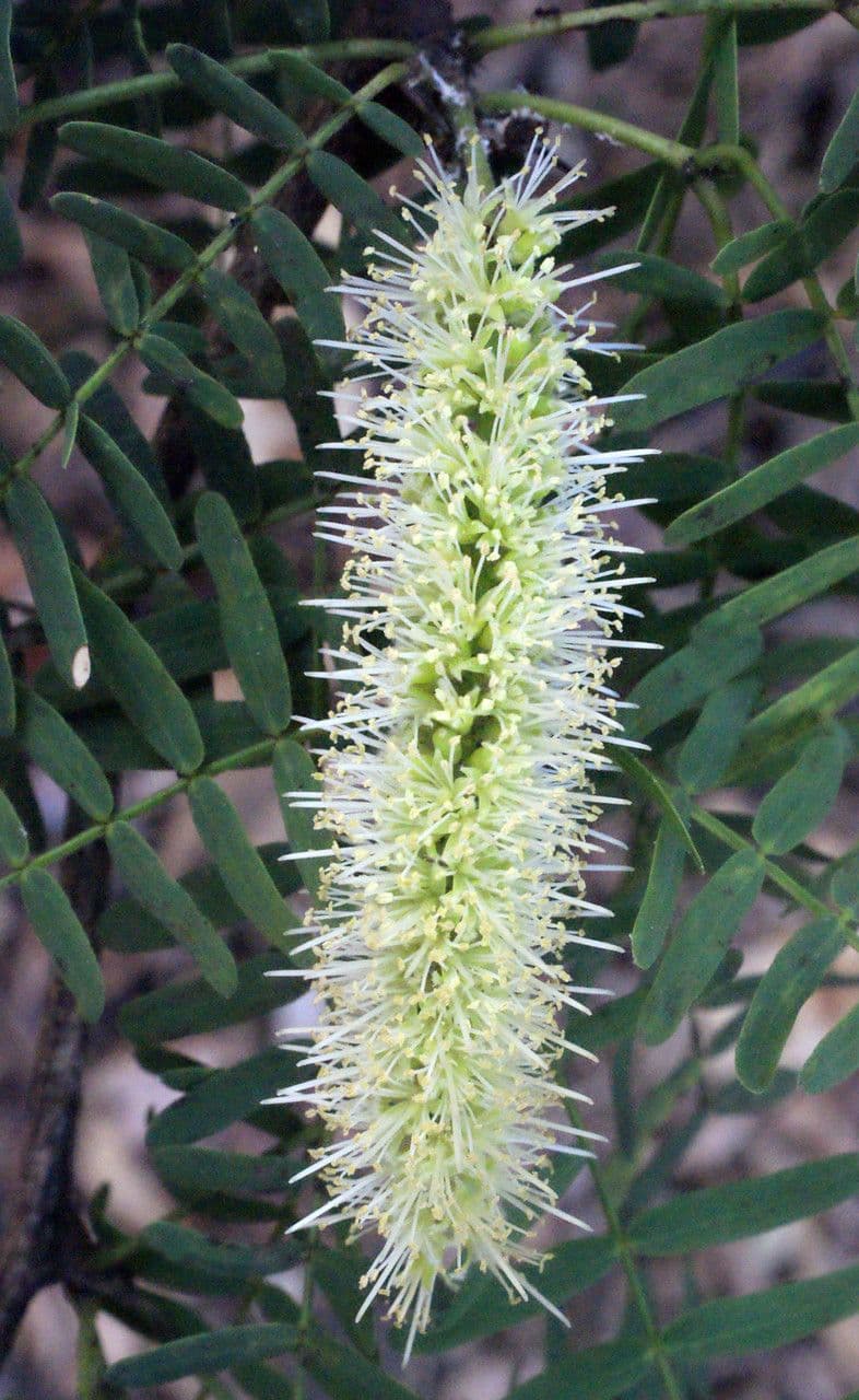 Prosopis 6