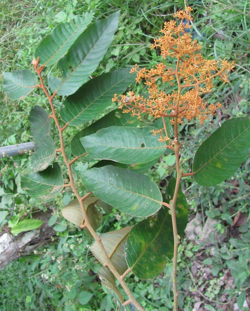 Virola sebifera 15