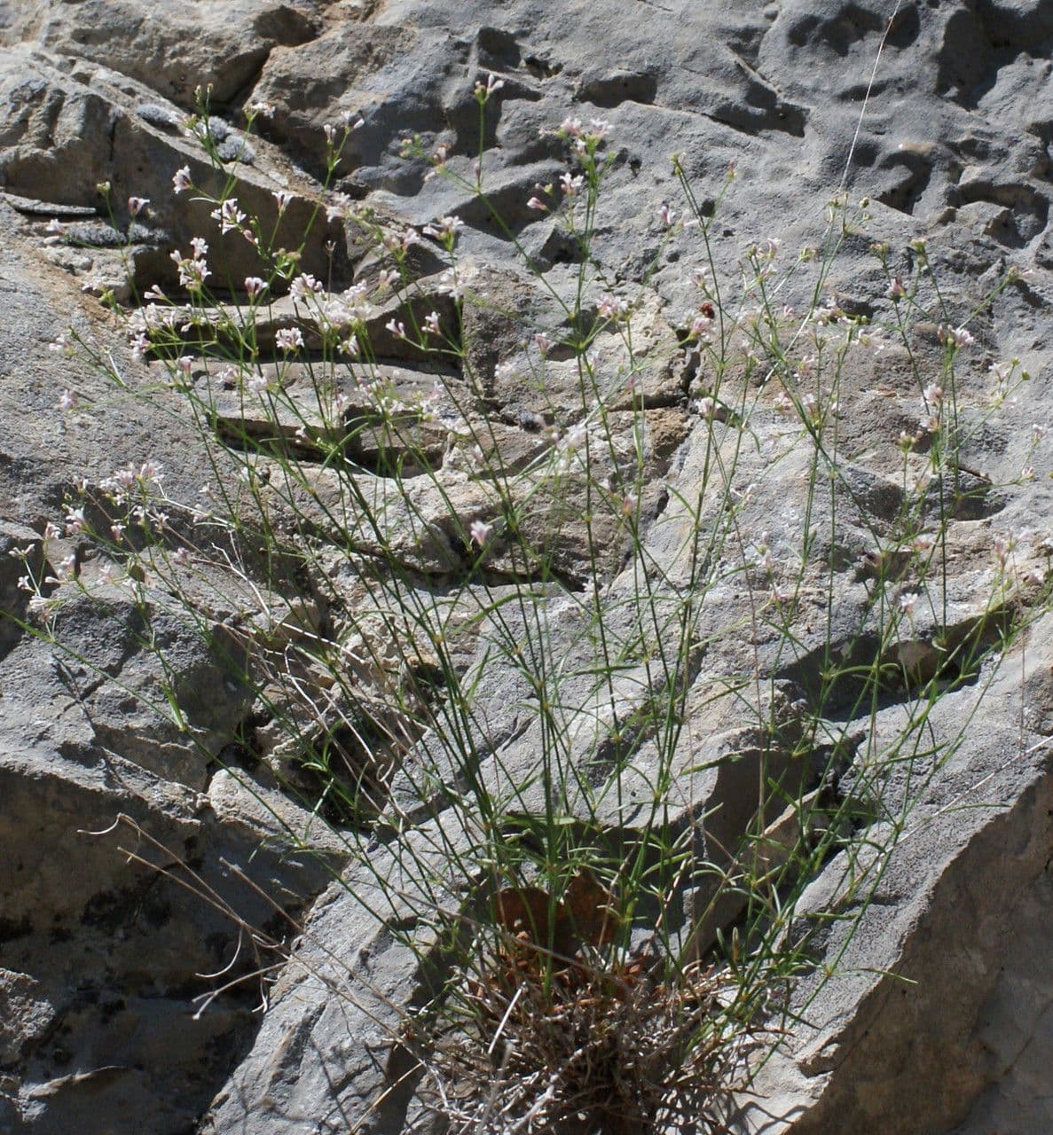 Asperula aristata 13