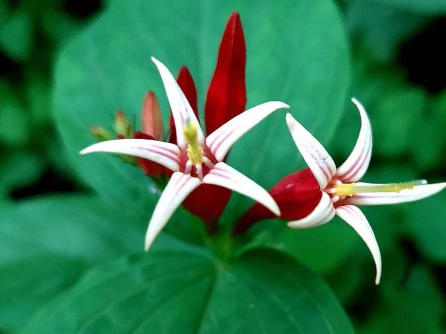 Spigelia 3