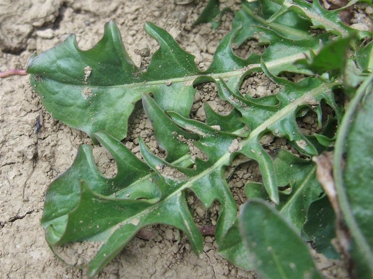Crepis aurea 15