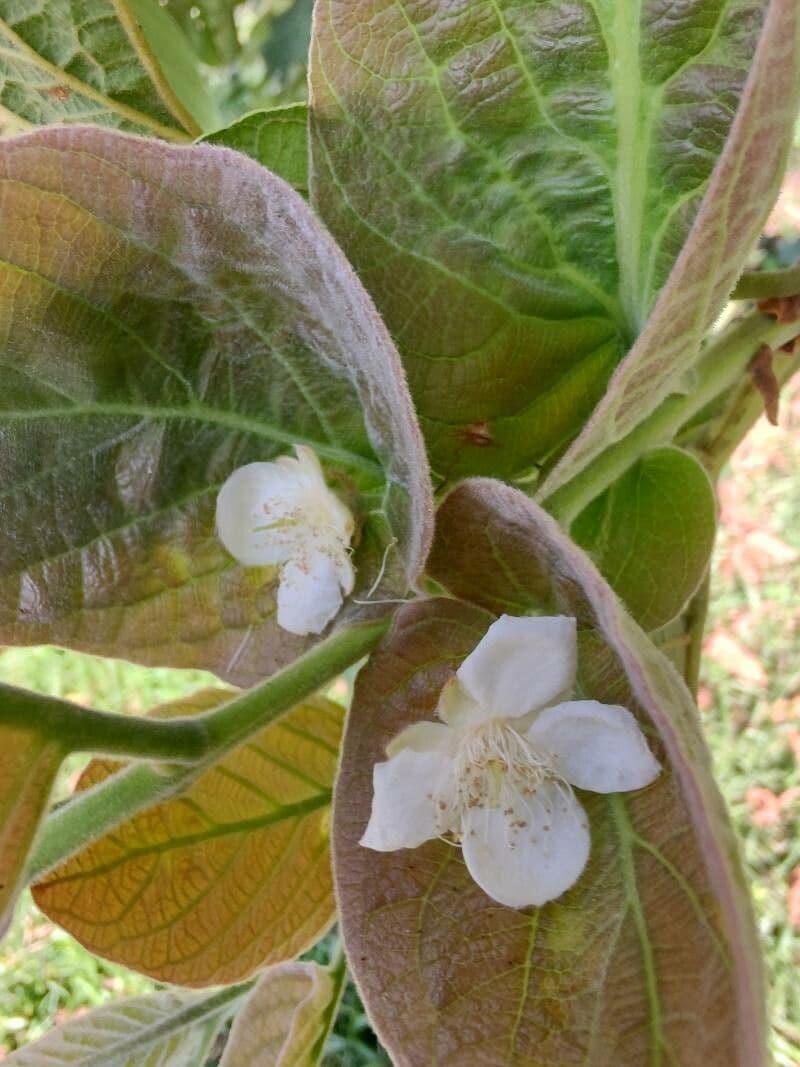 Campomanesia guazumifolia 2