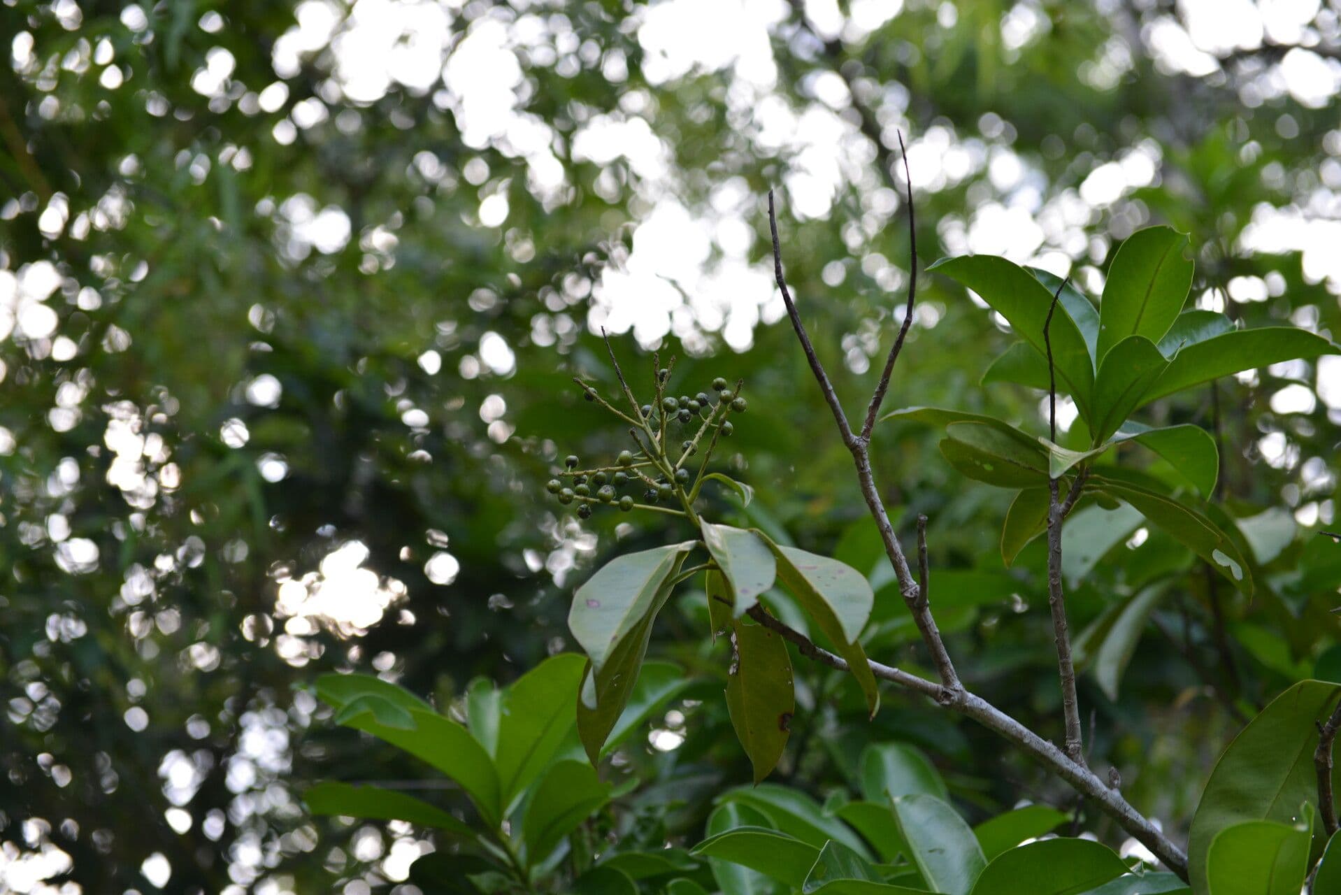 Ardisia révolutée 8