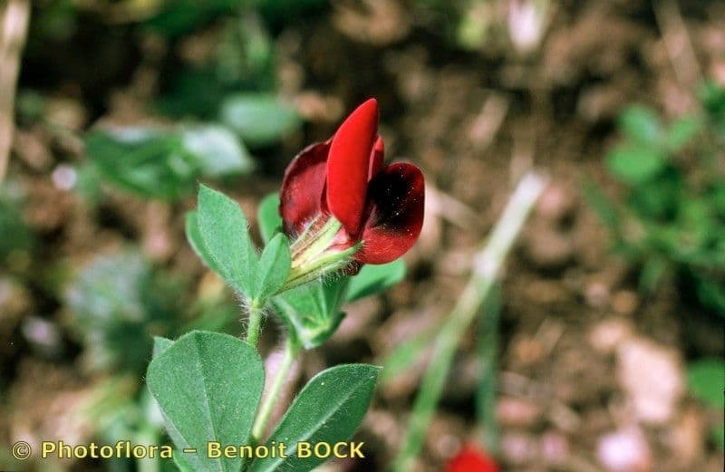 Hühnererbse 22