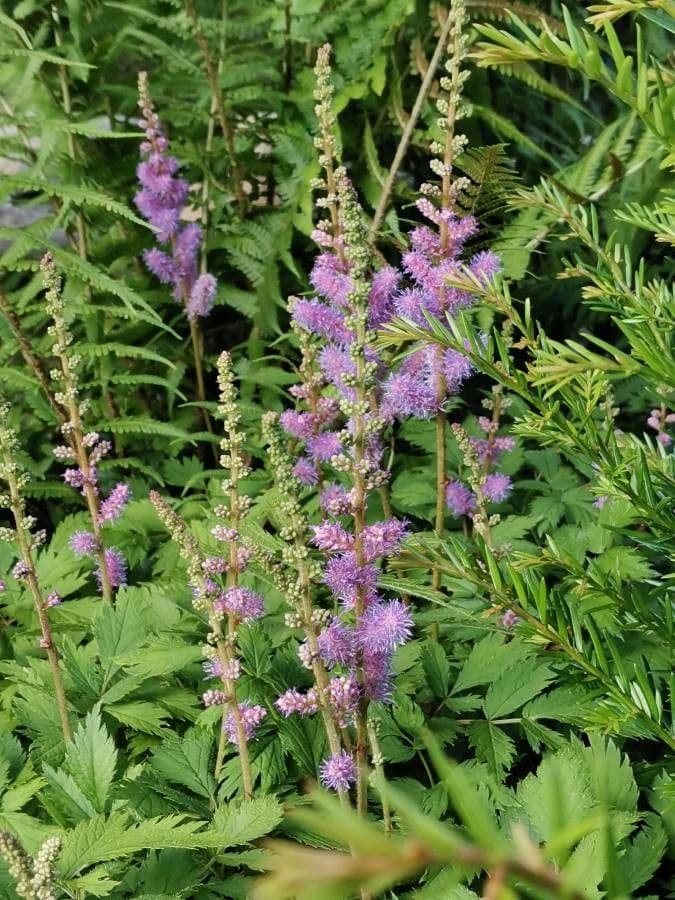 Astilbe rossa 16