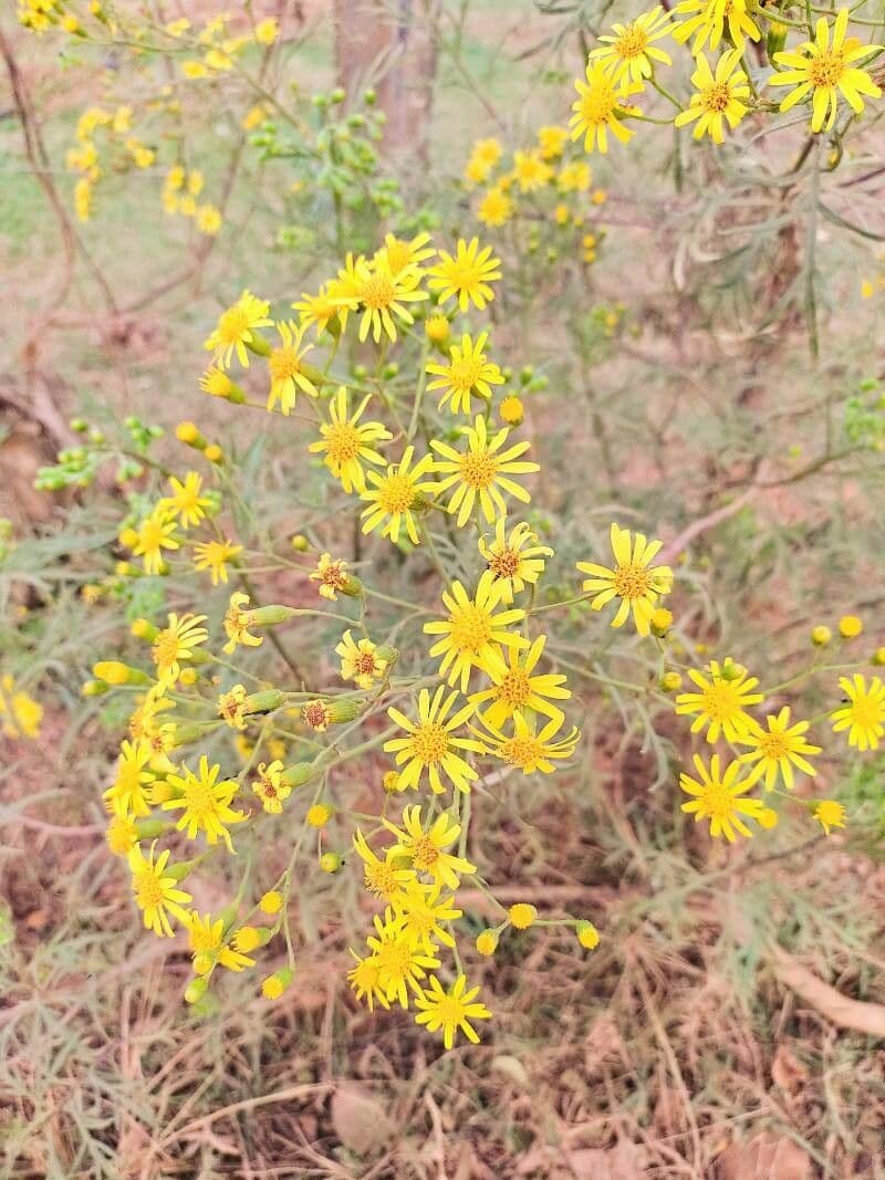 Senecio brasiliano 2