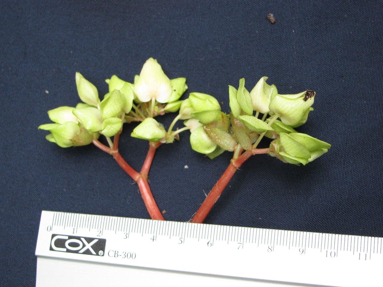Begonia 19