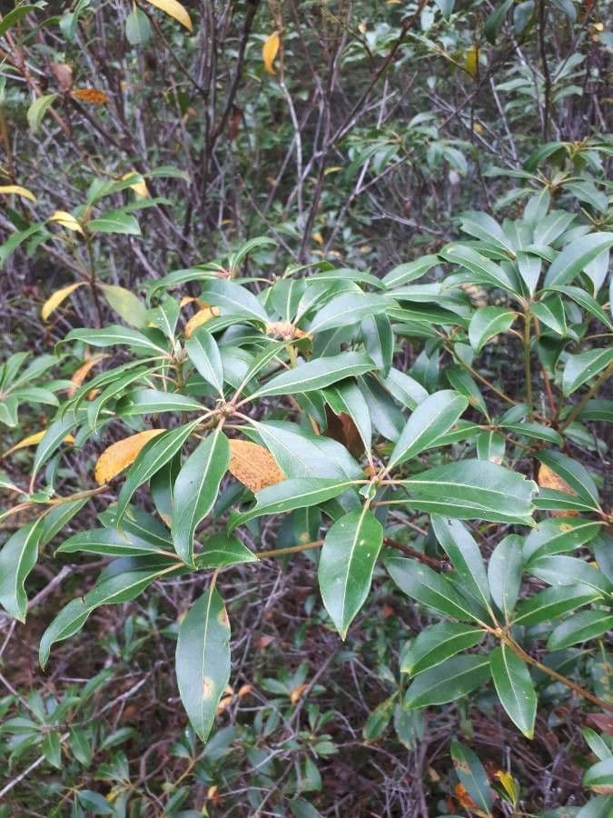 Kalmia szerokolistna 20