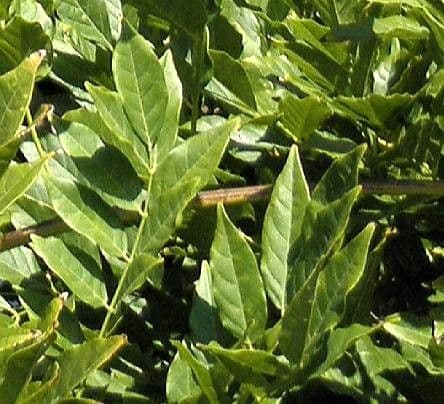 Glicine cinese 20