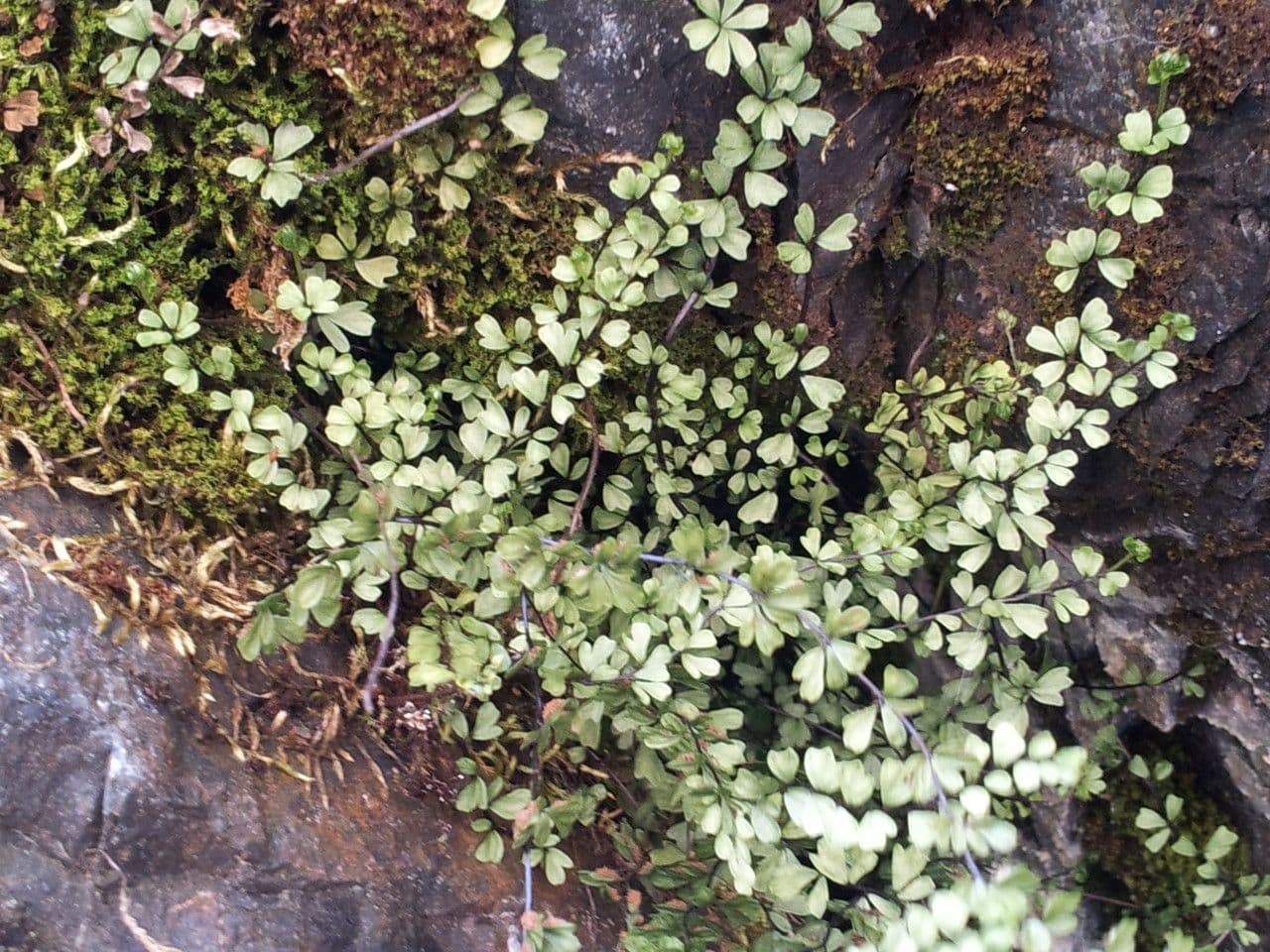 Asplenium