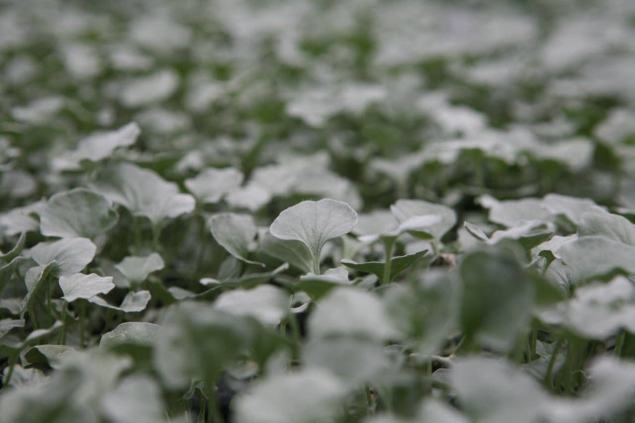 Dichondra argentea 4