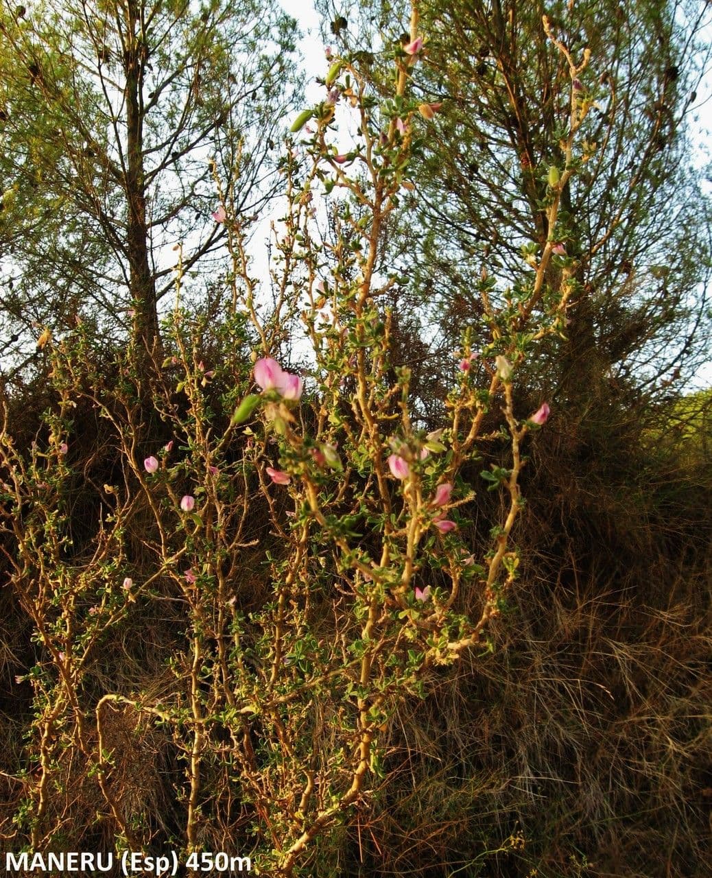 Ononide tridentata 14