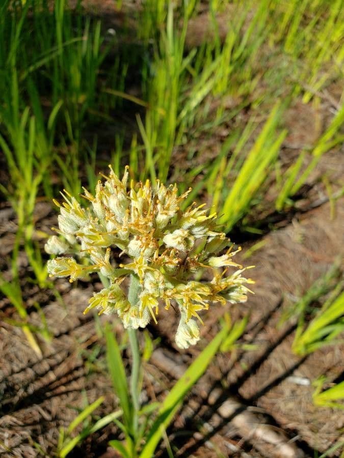 Karolinische Lachnanthes