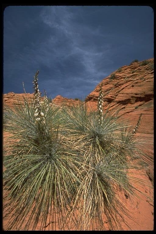 Schmalblättrige Yucca 8