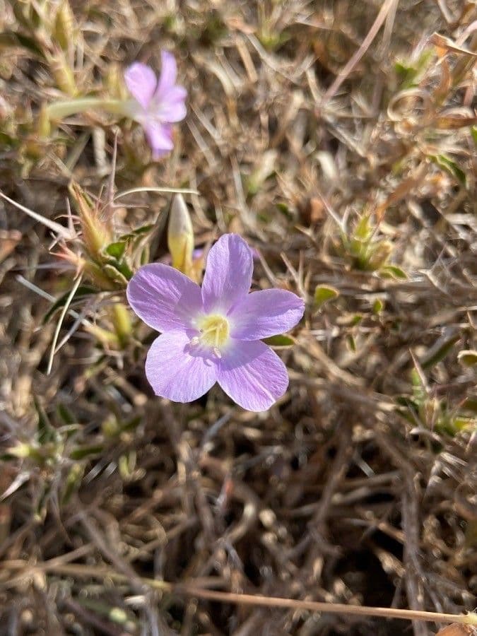 Barleria 2