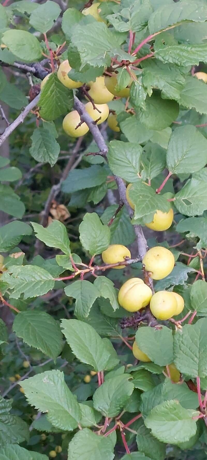 Susino brigantino 20