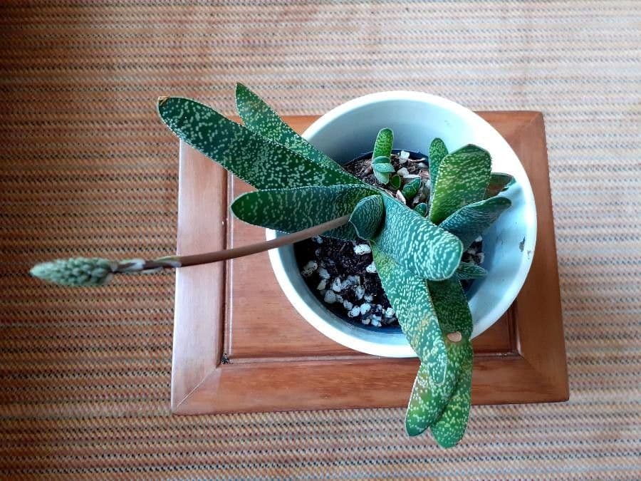 Gasteria 15
