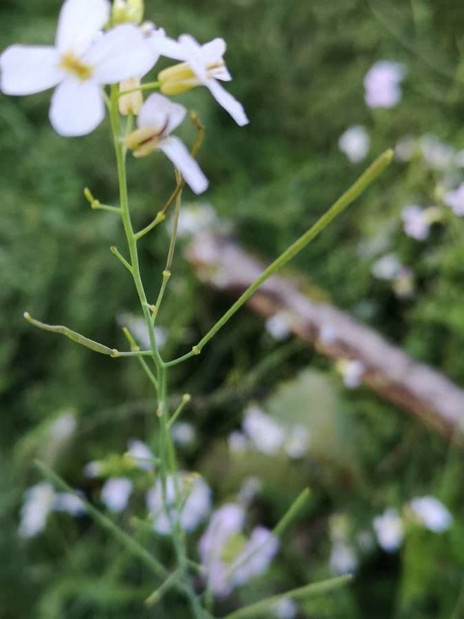 Arabetta sabbiola 4