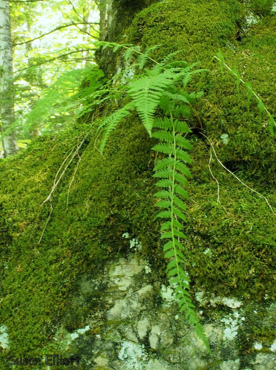 Cystopteris bulbifera