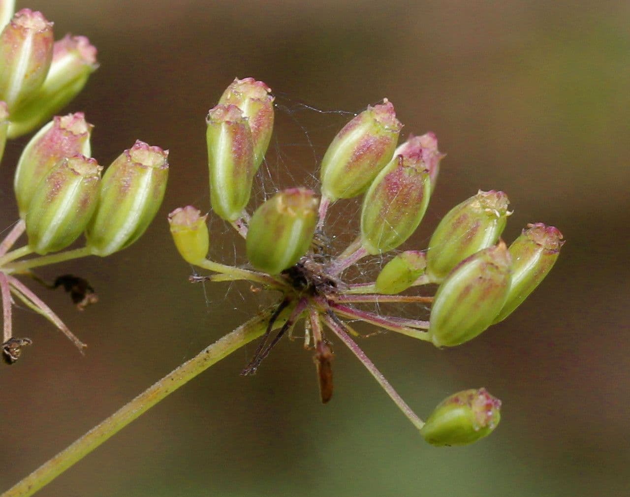 Peucedano gallico 4