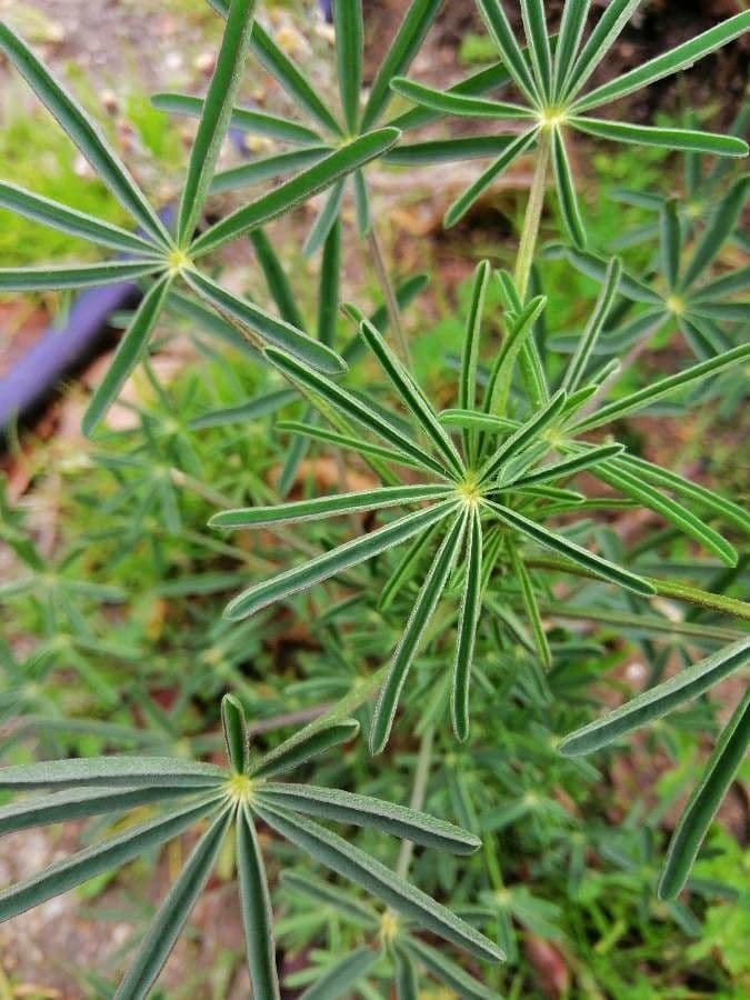 Schmalblättrige Lupine 20