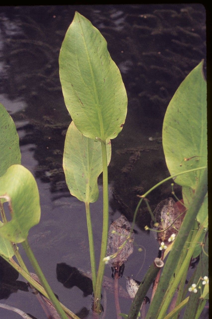 Stratiote d'acqua 15