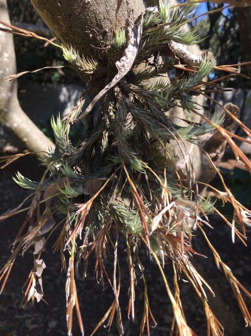 Tillandsia 5