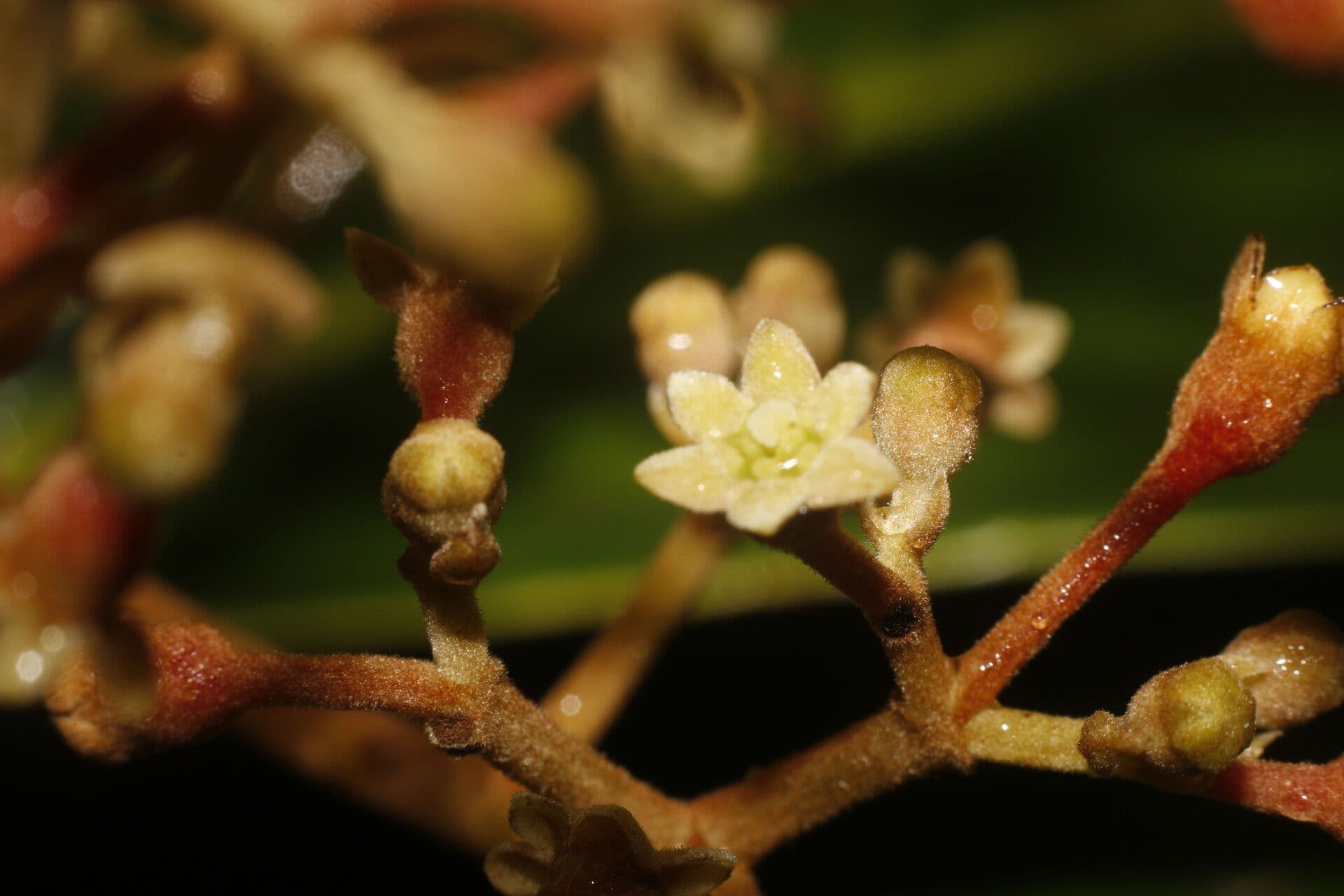 Rhodostemonodaphne 4