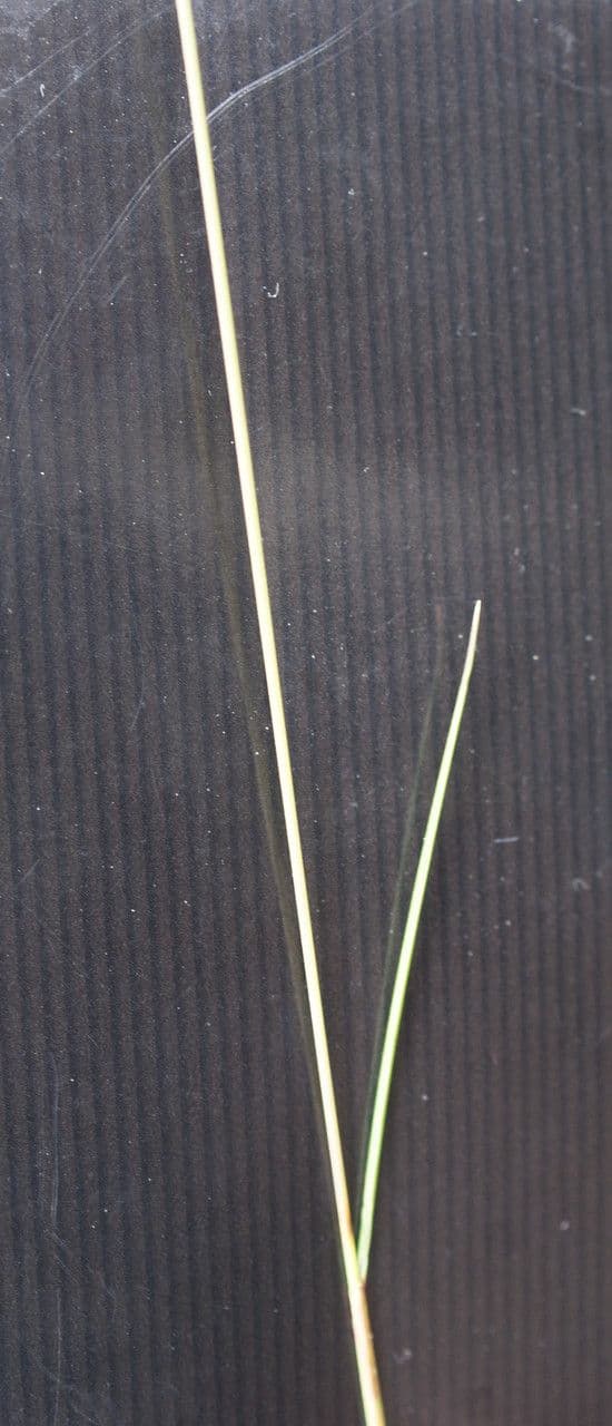 Festuca armoricana 9