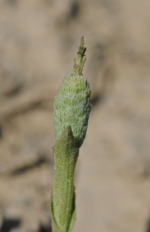 Neostapfia