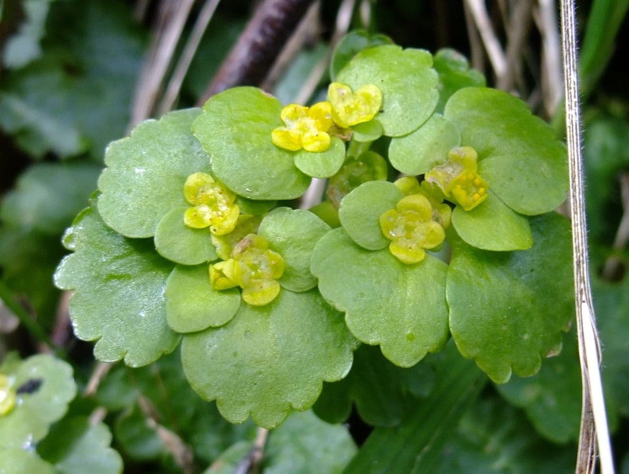 Gegenblättriges Milzkraut 22