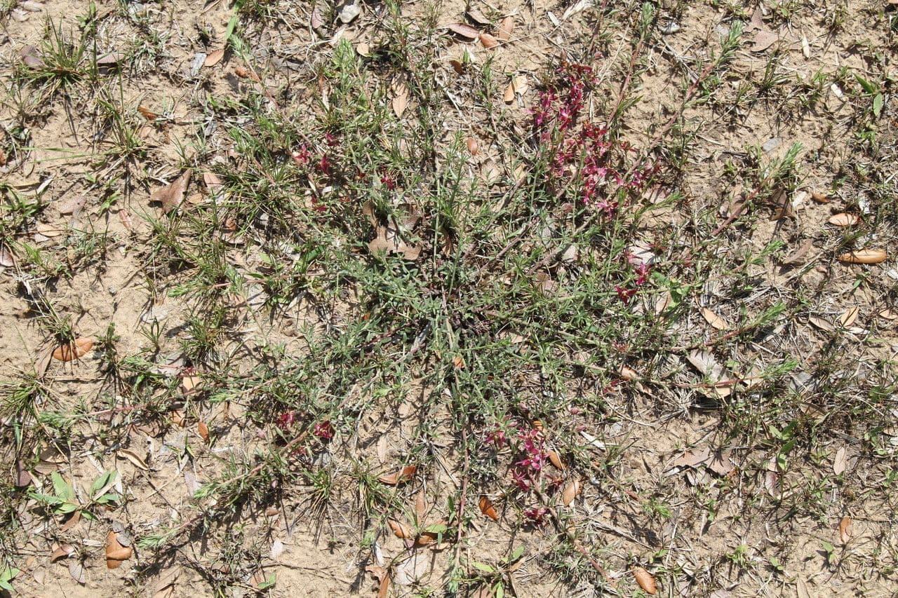 Krameria lanceolata 10