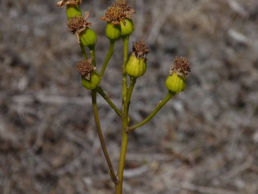 Senecione