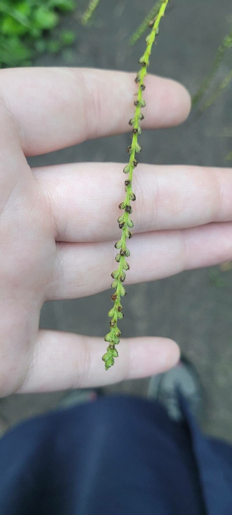 Verbena orticifolia 4