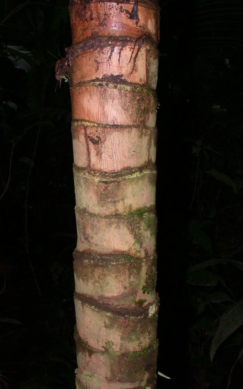 Geonoma interrupta 22