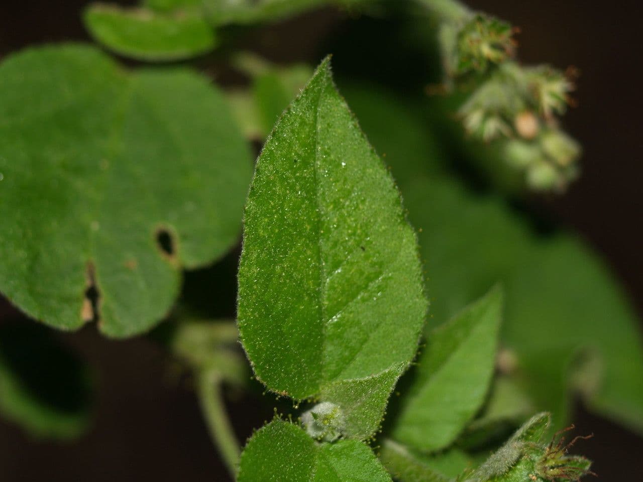 Wimperndrüsen-Croton 14