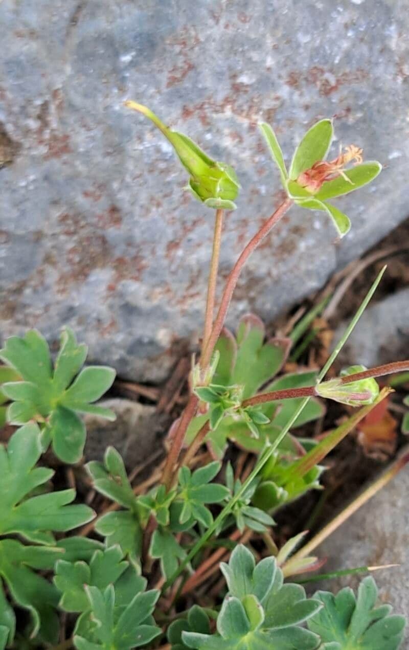 Grauer Storchschnabel 2