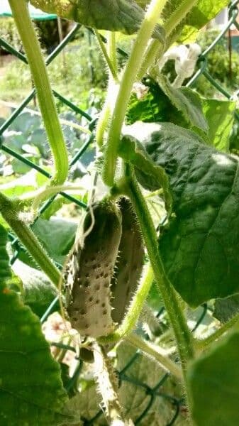 Concombre 4