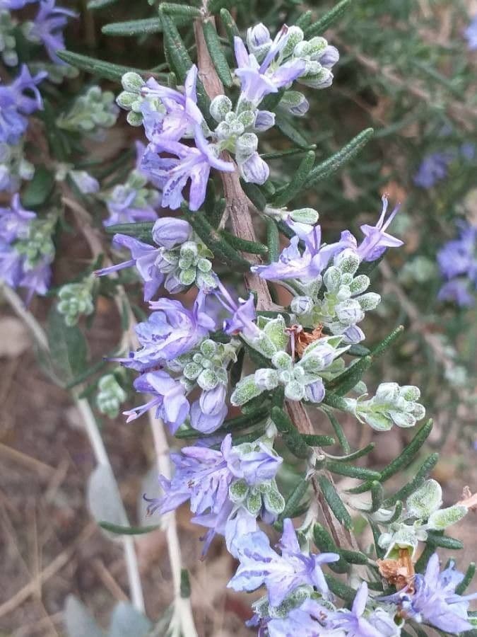 Rozmarýn lékařský 10