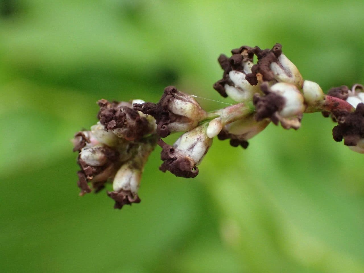 Persicaria 3